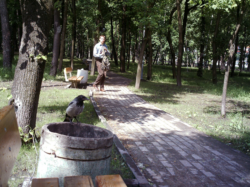 Киевская ворона. 3 июня 2006 года.